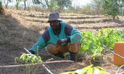 Evangelist Manungu in the shamba